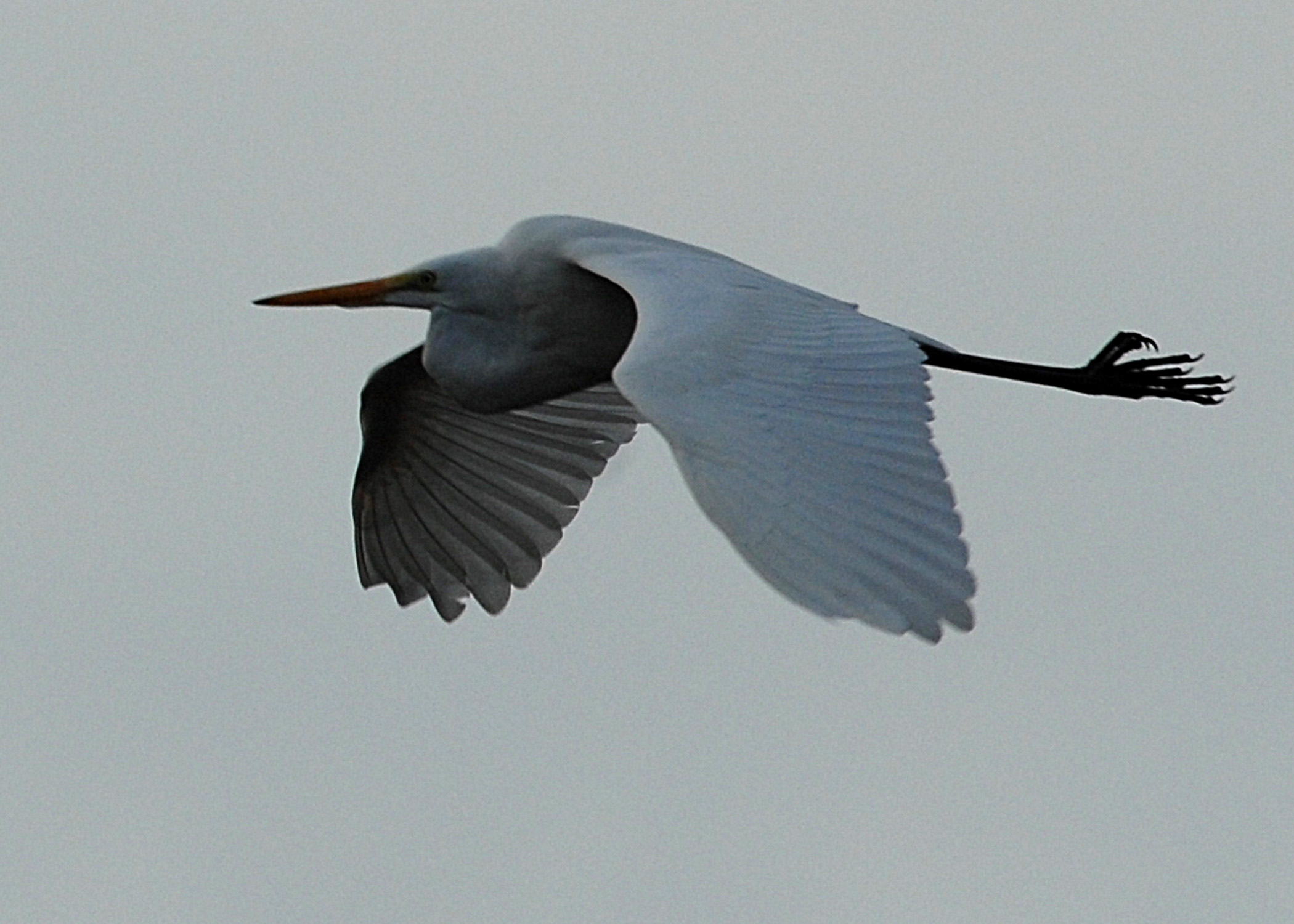 Meet the Robot that Imitates Birds robot