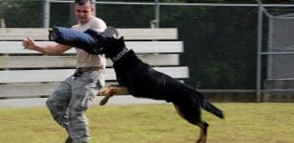 K9 training