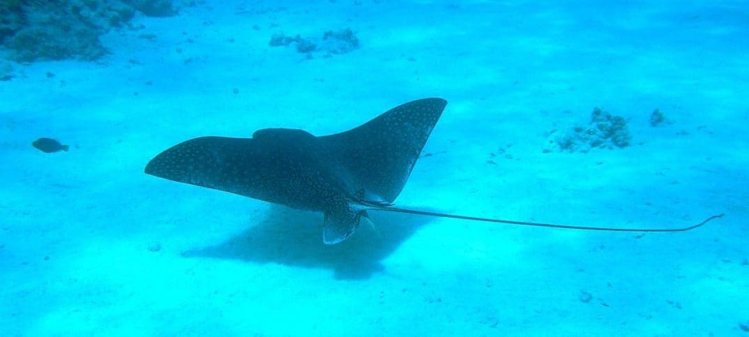 underwater drone