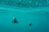 underwater. image by pixabay
