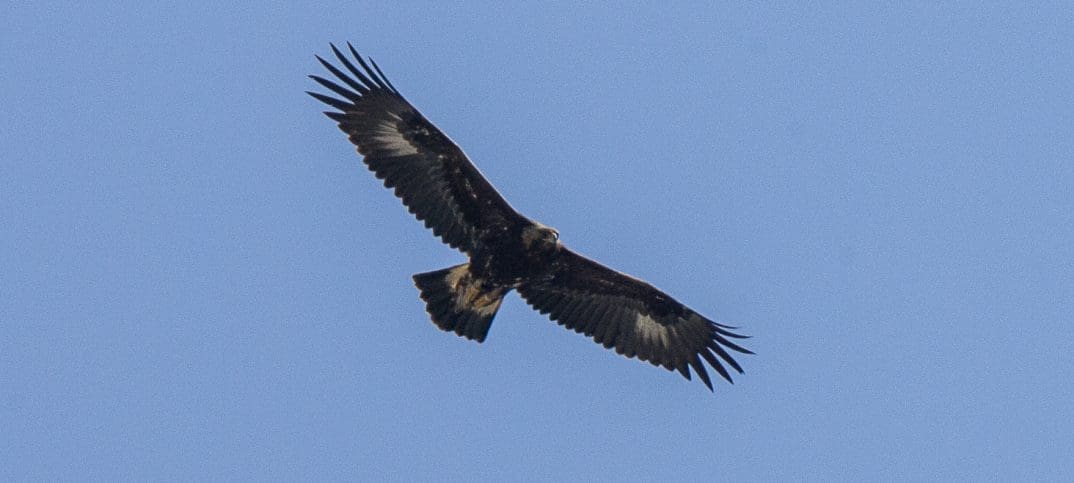 Photo illus.: Golden Eagle, Francesco Veronesi, Wikimedia Commons