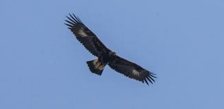 Photo illus.: Golden Eagle, Francesco Veronesi, Wikimedia Commons