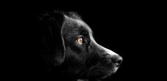 Dog;. image by pixabay