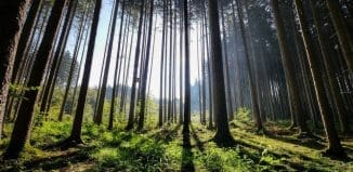 Photo illus. forest by Pixabay