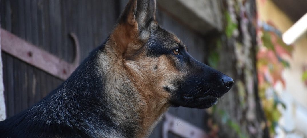 German Shepard. image by pixabay