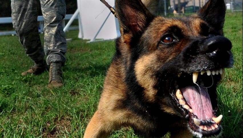 military trained dog. image by pixabay