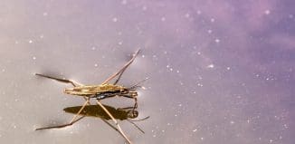 World’s Fastest, Smallest Robot image provided by pixabay