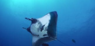 China’s Fleet of Manta Ray-Inspired Undersea Spy Drones image provided by pixabay