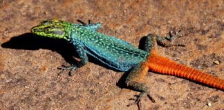 התנועה האופטימלית ביותר לרובוטים שואבת השראה מהליכה של לטאות image provided by Pixabay