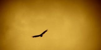 סין חושפת רחפן מתקדם דמוי ציפור למבצעי איסוף חשאיים Image provided by Pixabay