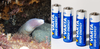 New Eel-Inspired Stretchable Batteries are a Leap Forward for Wearable Electronics and Soft Robotics Images provided by Pixabay