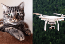 New Camera Inspired by Cat Eyes Improves Low-Light Imaging Images by Pixabay