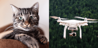 מצלמה חדשה בהשראת עיני חתול משפרת הדמיה בתאורה חשוכה Images by Pixabay