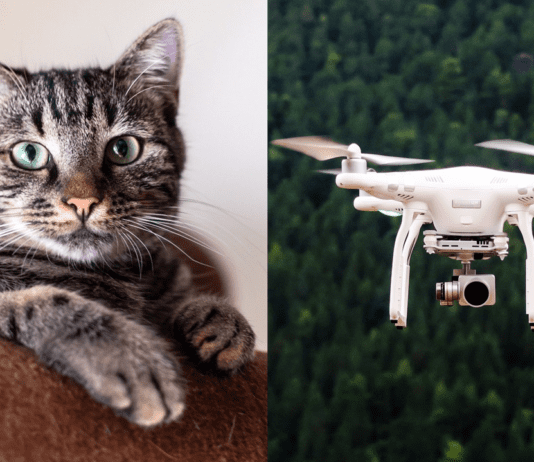 New Camera Inspired by Cat Eyes Improves Low-Light Imaging Images by Pixabay
