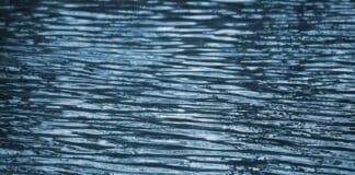 טכנולוגיה חדשה חושפת יכולת להאזין לתקשורת תת-ימית Image by Pixabay