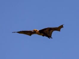 How Bat-Inspired Flexible Wings Could Transform Drone Technology Image by Pixabay