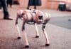 Security Flaw Found in Unitree Go1 Robot Dogs Image by Pexels