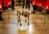 The Radiation-Sniffing Robot Dog Image by Pexels