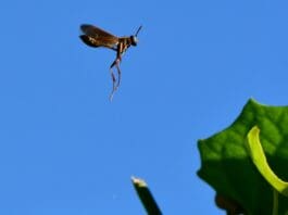 The Insect-Sized Hopping Robot for Disaster Zones and Search Missions