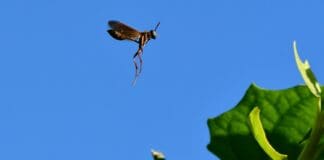 הרובוט המקפץ בגודל של חרק שיסייע במשימות חיפוש באתרי אסון