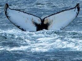 Bio-Inspired Robotic Fin to Power New Unmanned Underwater Vehicle Image by Pexels