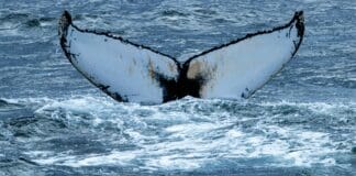 Bio-Inspired Robotic Fin to Power New Unmanned Underwater Vehicle Image by Pexels