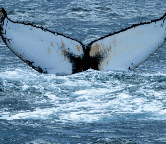 Bio-Inspired Robotic Fin to Power New Unmanned Underwater Vehicle Image by Pexels