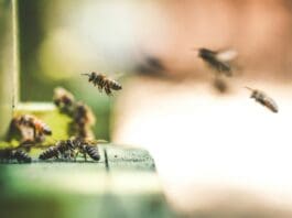 Ultralight Energy Harvester Draws Power from Bee Wing Vibrations