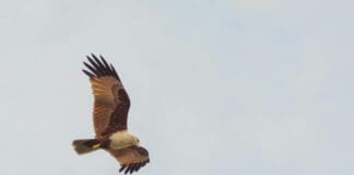רחפנים שנראים כמו ציפורים מספקים יכולות צבאיות מתקדמות בלי לעורר חשד