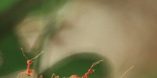 מערכת נחיל רובוטי חדשה מחקה את הטבע כדי לנווט בסביבות מורכבות Image by Unsplash