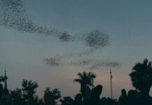 New Study Offers Simple Rules for Coordinating Swarming Robots Inspired by Nature