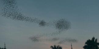 פריצת דרך בטכנולוגיית נחיל רחפנים מאפשרת עדכונים בזמן אמת ומשימות חכמות יותר