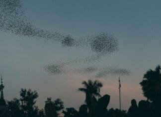 New Study Offers Simple Rules for Coordinating Swarming Robots Inspired by Nature