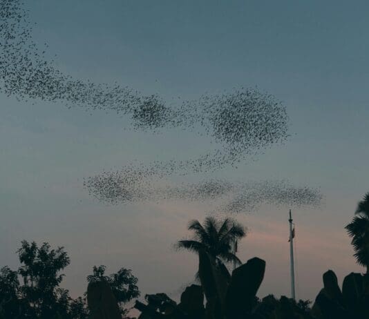 New Study Offers Simple Rules for Coordinating Swarming Robots Inspired by Nature