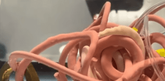 רובוטים בהשראת תולעי אדמה מציעים גישה חדשה לרובוטיקה של חיפוש והצלה