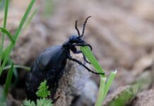 Researchers Develop Remote-Controlled Beetles for Use in Disaster Zones