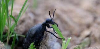 חוקרים פיתחו חיפושיות סייבורג הנשלטות מרחוק לשימוש באזורים מוכי אסון