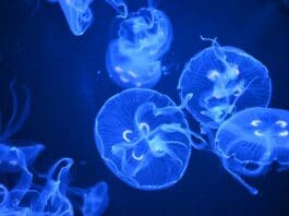Biohybrid Jellyfish Could Monitor Hard-to-Reach Ocean Zones