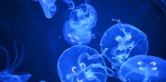 המדוזות הביו-היברידיות שיאספו מידע בקרקעית האוקיינוס