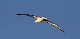 טכנולוגיה בהשראת תעופת האלבטרוס עשויה לשפר את יעילותם של כטב"מים Image by Unsplash