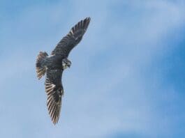 Falcon-Inspired Flying Robot Achieves Independent Takeoff