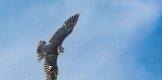 Falcon-Inspired Flying Robot Achieves Independent Takeoff