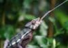How a Chameleon’s “Ballistic” Tongue Can Inspire Robotics