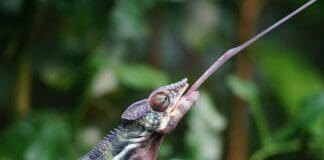 How a Chameleon’s “Ballistic” Tongue Can Inspire Robotics