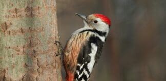 New Drone Design Avoids Crashes Using Woodpecker-Inspired Structure