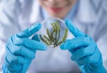 Beyond Silicon: Scientists Build Living Computers from Engineered Bacteria