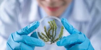 Beyond Silicon: Scientists Build Living Computers from Engineered Bacteria