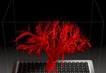 Revolutionary 4D Imaging Tracks Blood Across Organs