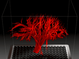 Revolutionary 4D Imaging Tracks Blood Across Organs