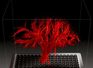 Revolutionary 4D Imaging Tracks Blood Across Organs